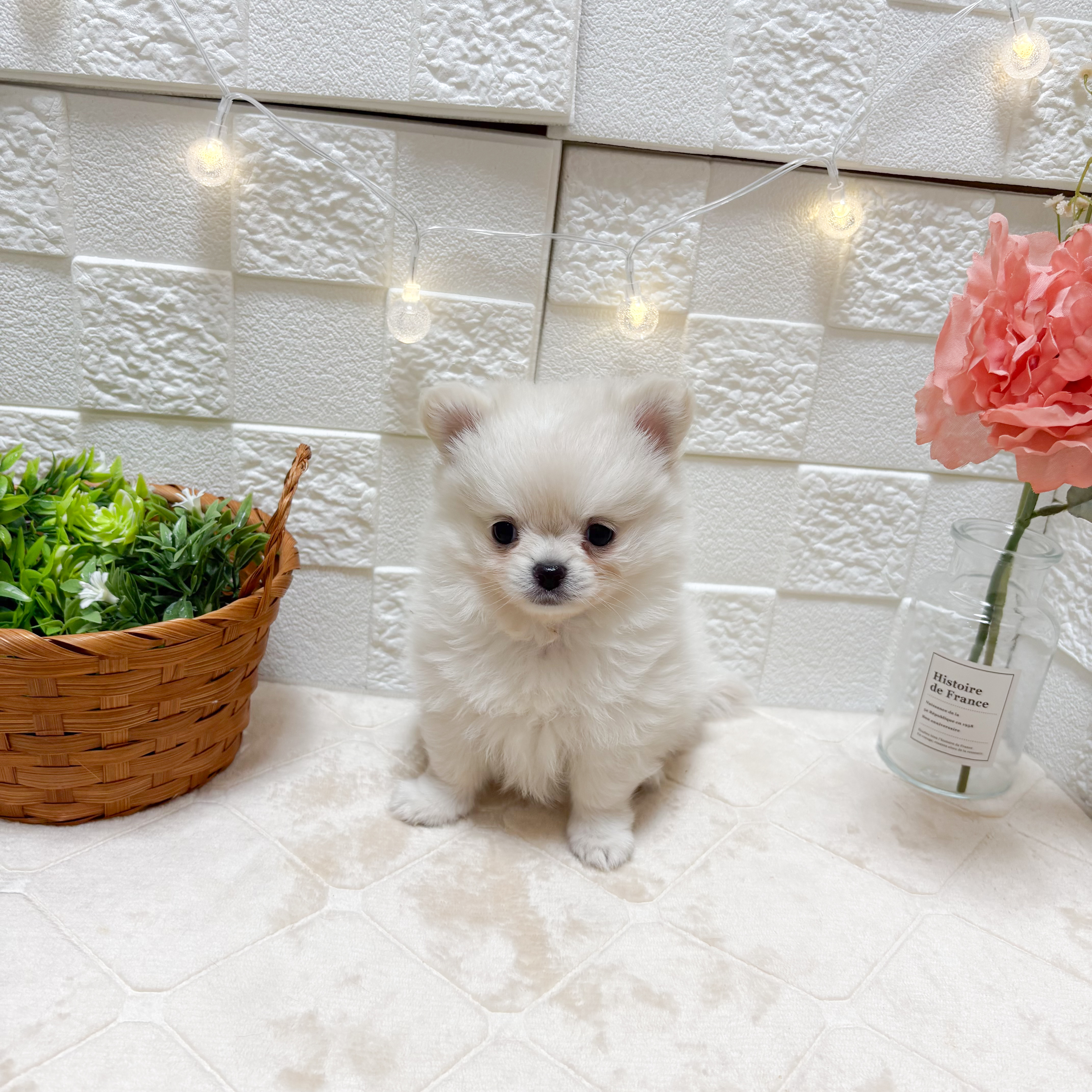 東京都のポメチワ/チワポメ/ポメチー(ポメラニアン×チワワ) (犬の家＆猫の里ペットフォレスト小平店/2026年3月9日生まれ/男の子/クリーム)の子犬の1枚目の画像