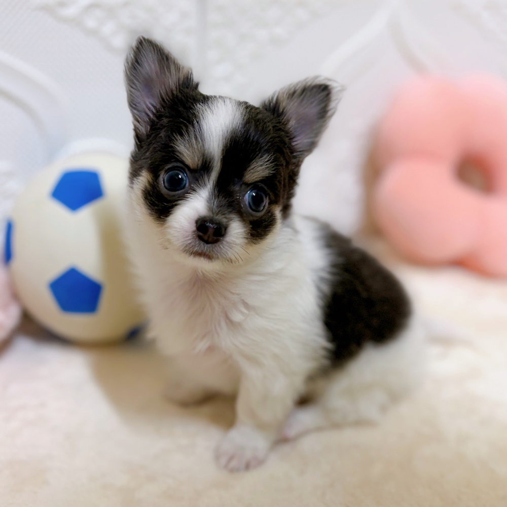 愛知県のチワワ(ロング) (犬の家＆猫の里岡崎店/2026年3月10日生まれ/女の子/ブルータンホワイト)の子犬の1枚目の画像