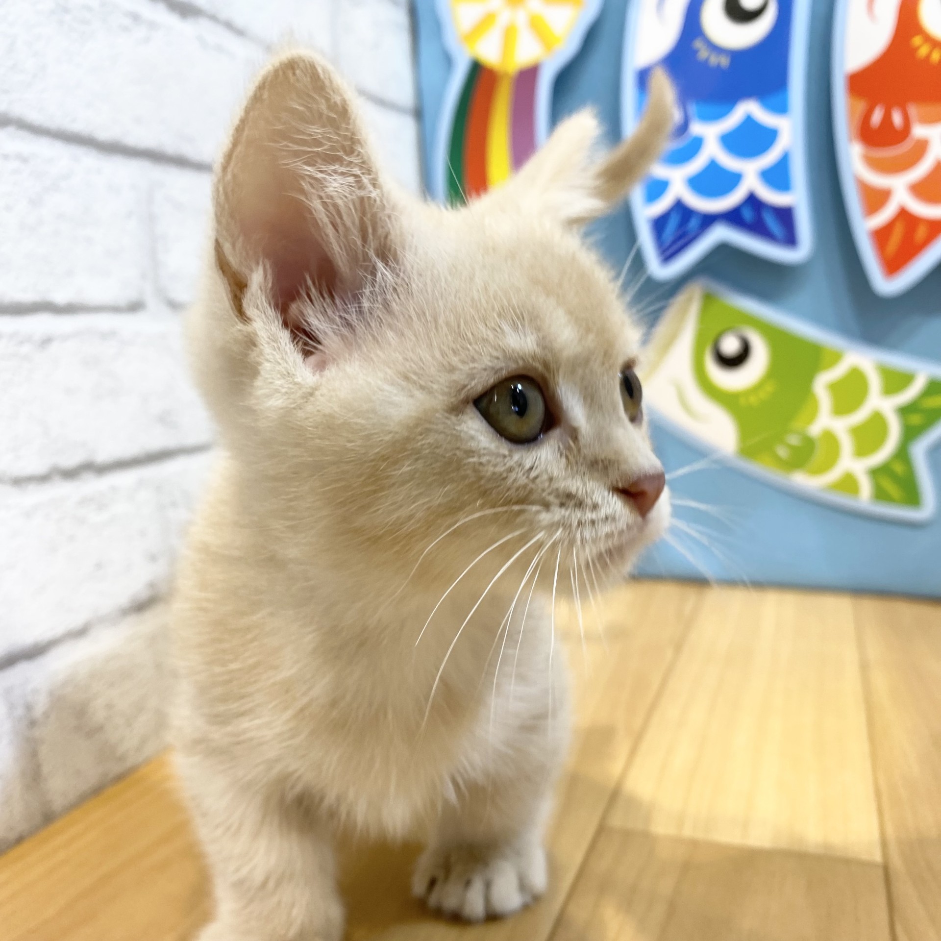 生体画像７