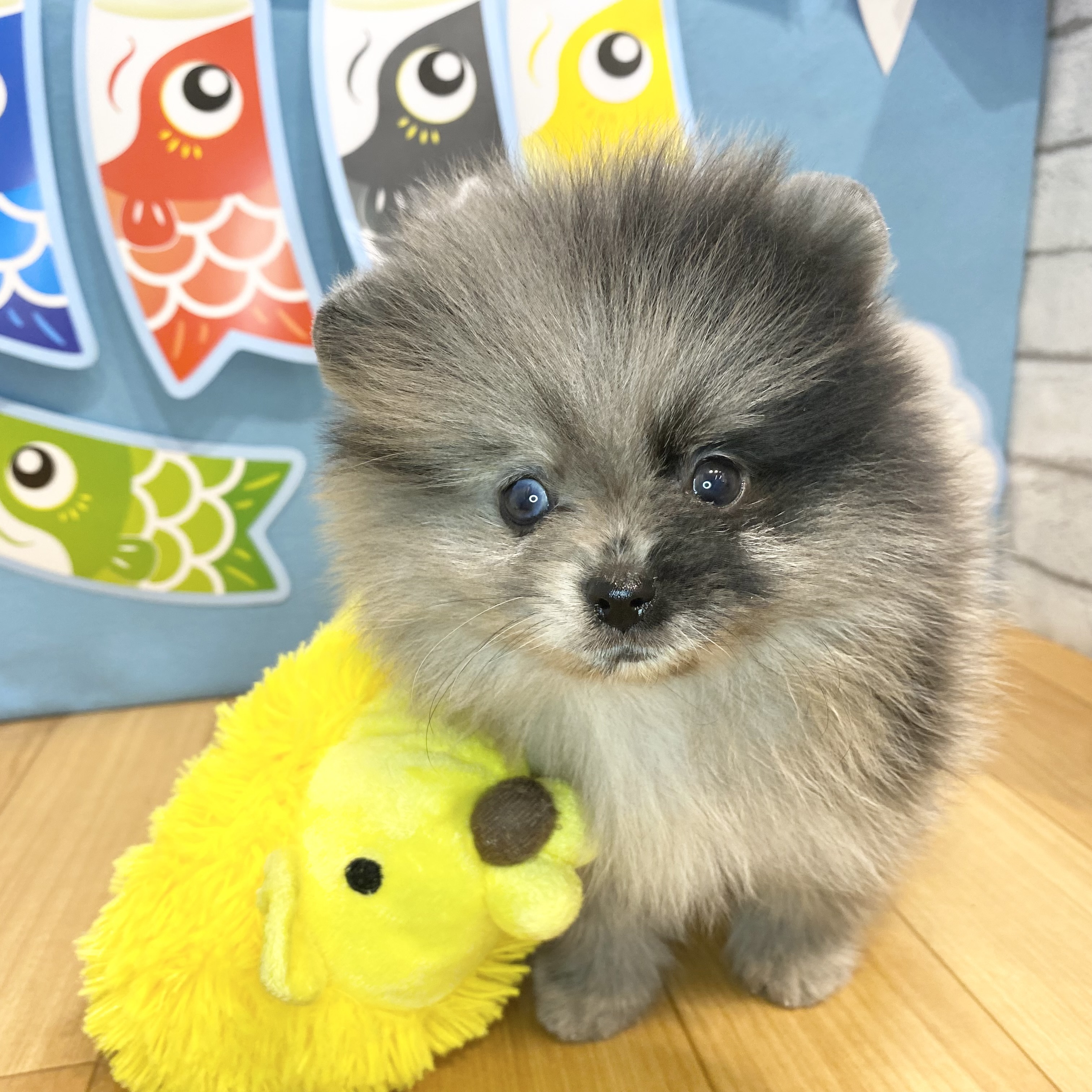 長野県のポメラニアン (犬の家＆猫の里カインズ梓川店/2026年3月9日生まれ/男の子/ブルーマール)の子犬の1枚目の画像