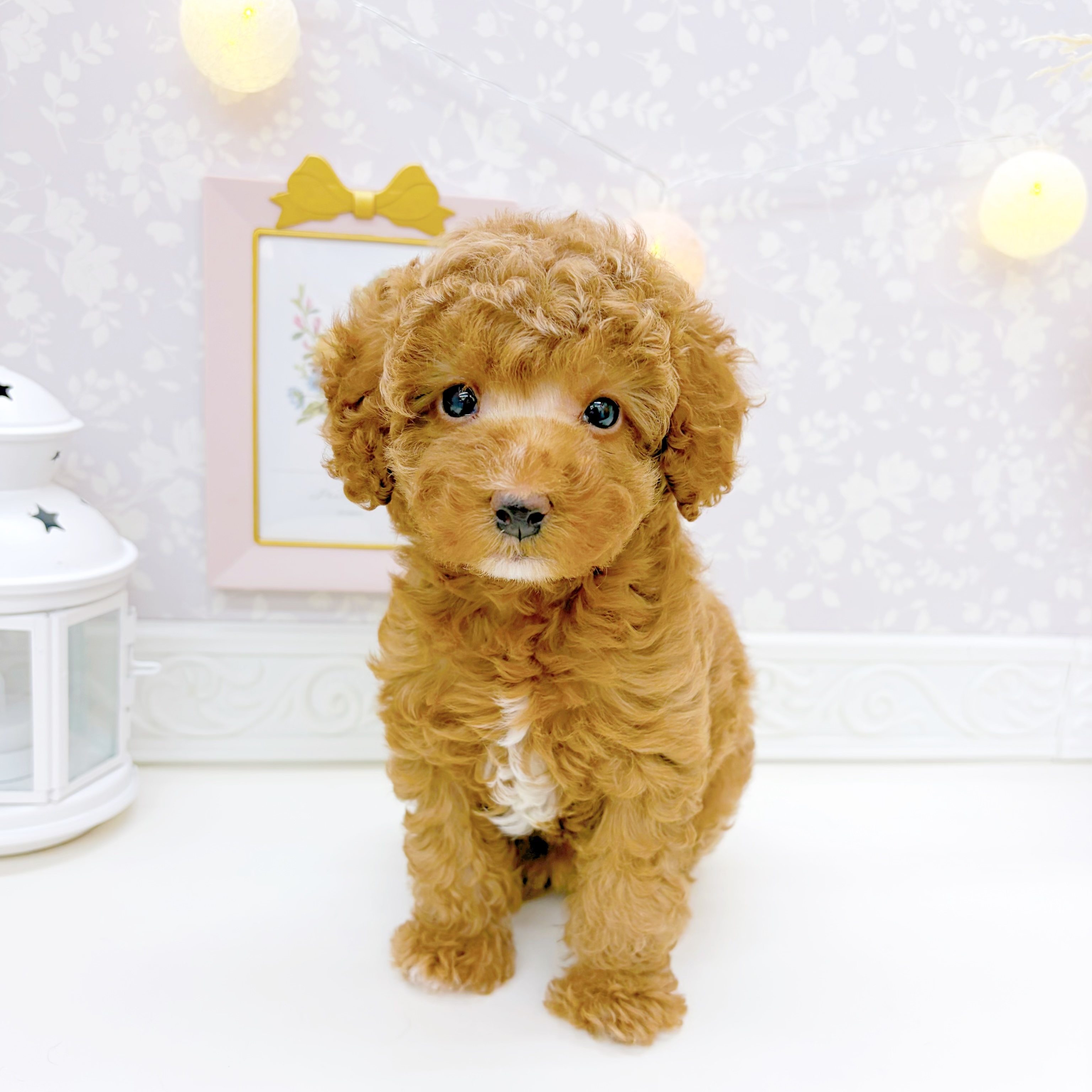 富山県のトイプードル(トイ) (犬の家＆猫の里富山店/2026年3月10日生まれ/女の子/レッド)の子犬の1枚目の画像