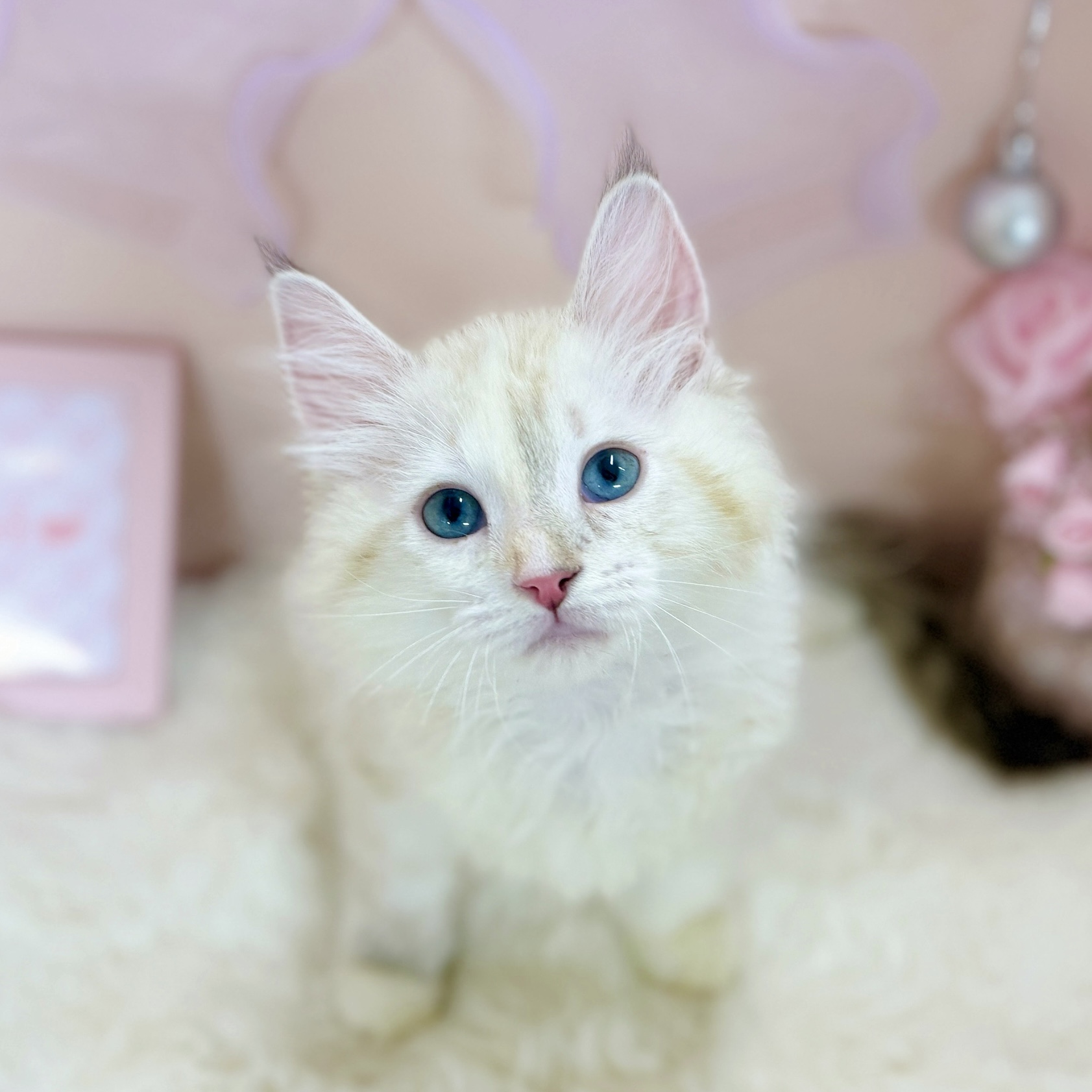 福井県のマンチカン (犬の家＆猫の里アミーゴ福井大和田店/2026年3月6日生まれ/女の子/ライラッククリームリンクスポイント＆ホワイト)の子猫の1枚目の画像