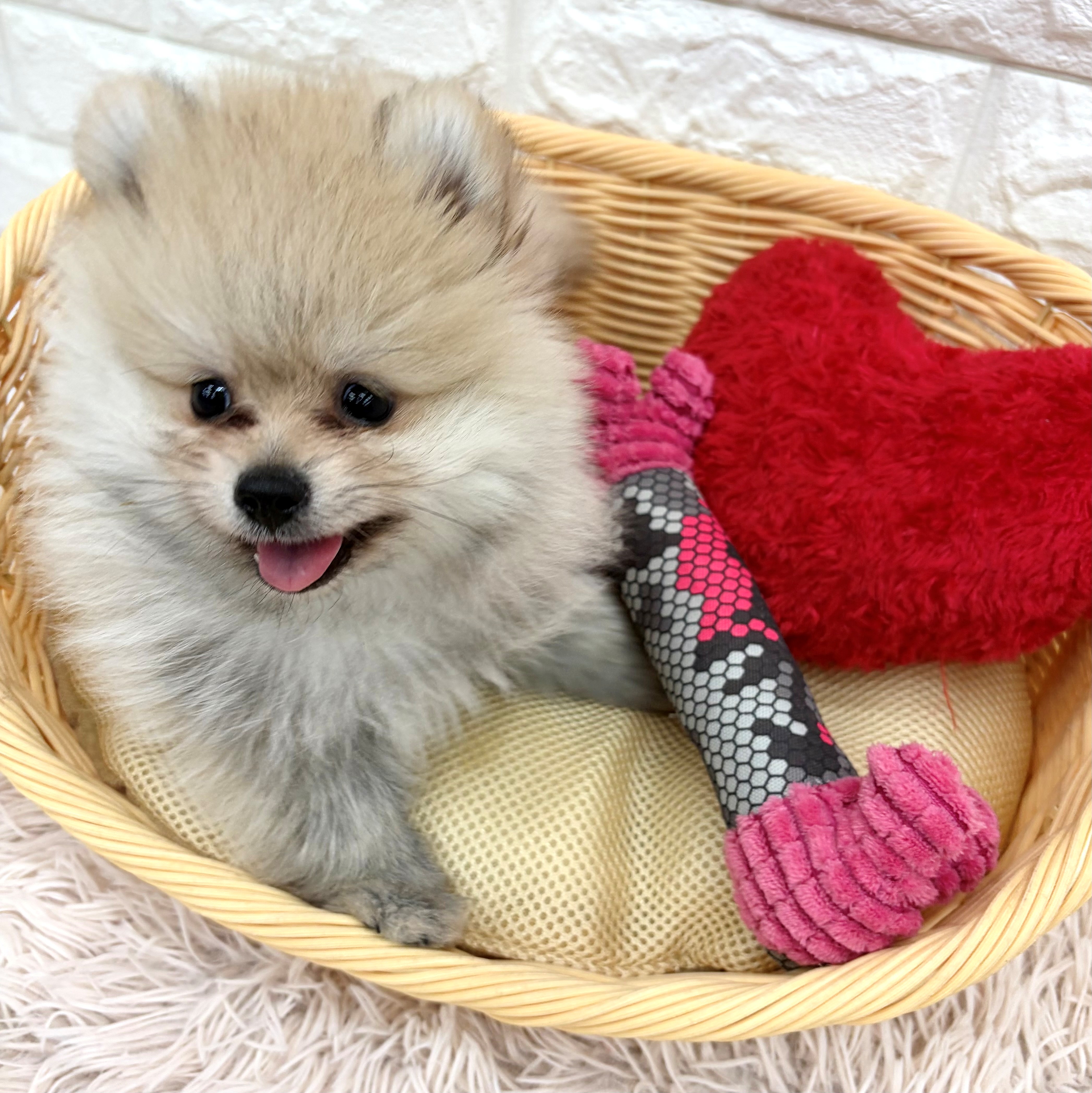 愛知県のポメラニアン (犬の家＆猫の里MEGAドン・キホーテ東海名和店/2026年3月11日生まれ/男の子/クリームセーブル)の子犬の1枚目の画像