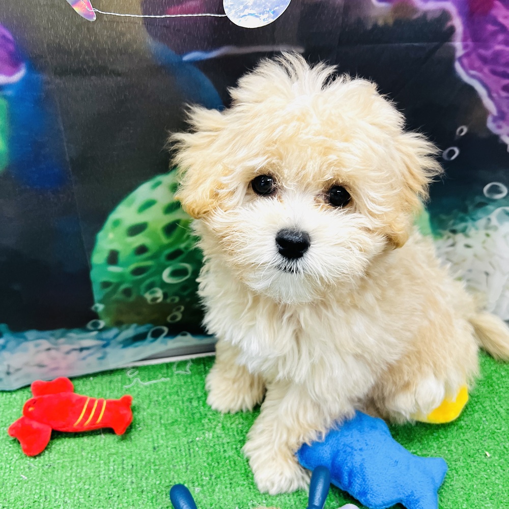 愛知県のマルプー(マルチーズ×プードル) (犬の家＆猫の里名古屋天白店/2026年3月11日生まれ/男の子/クリーム)の子犬の1枚目の画像