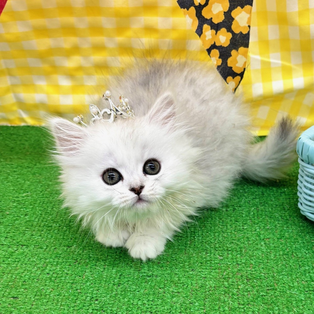 生体画像７