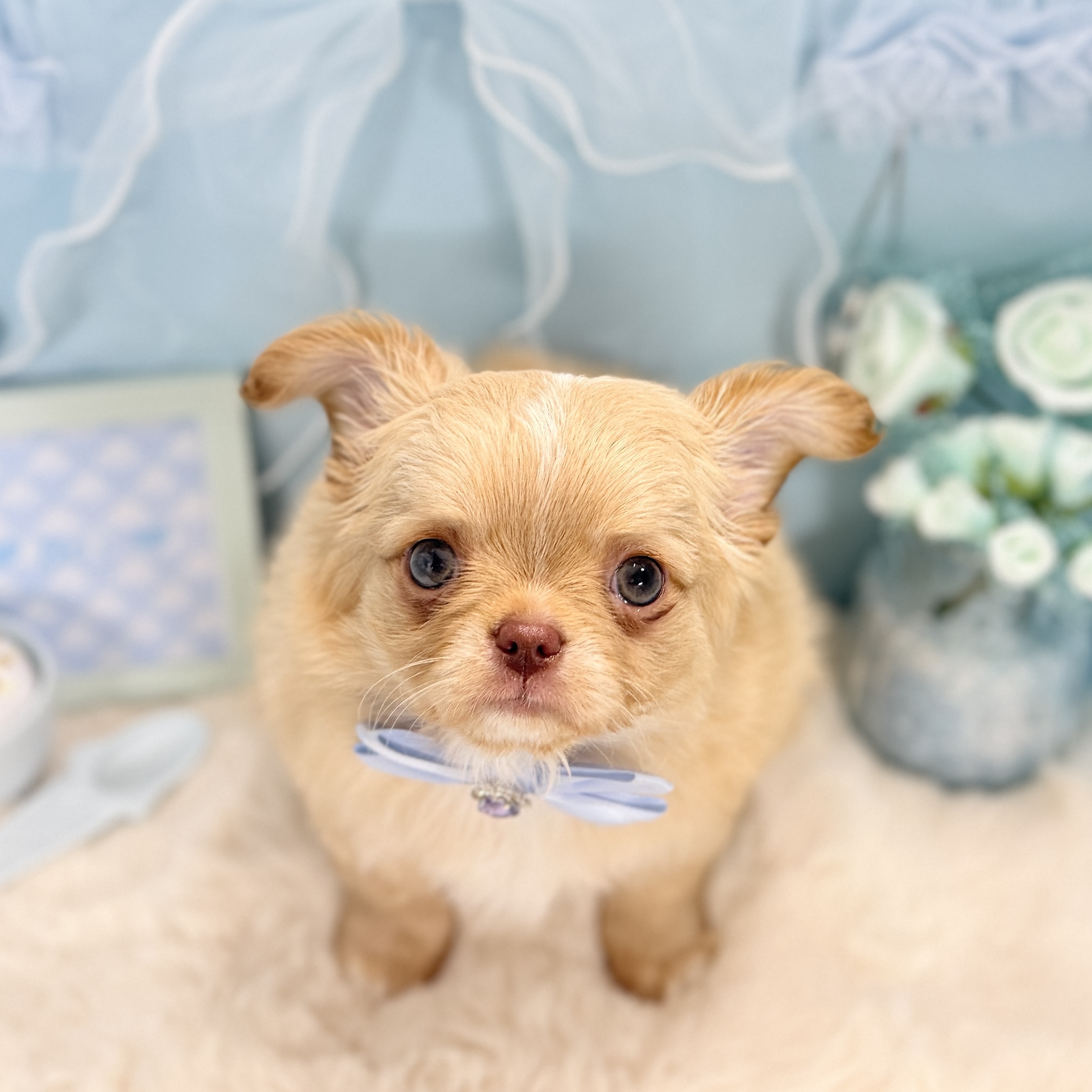 福井県のチワワ(ロング) (犬の家＆猫の里アミーゴ福井大和田店/2026年3月11日生まれ/男の子/クリームホワイト)の子犬の1枚目の画像