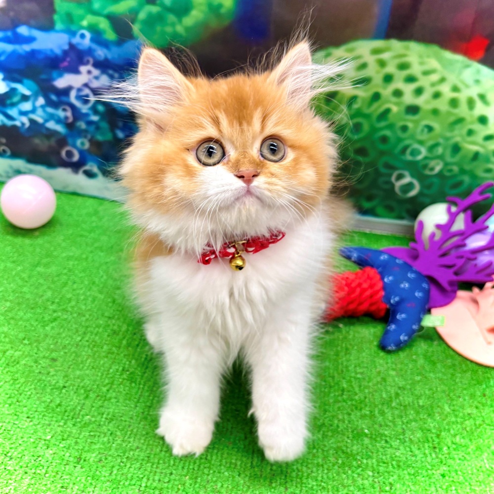 愛知県のスコティッシュフォールド (犬の家＆猫の里名古屋天白店/2026年3月12日生まれ/男の子/レッドタビーホワイト)の子猫の1枚目の画像