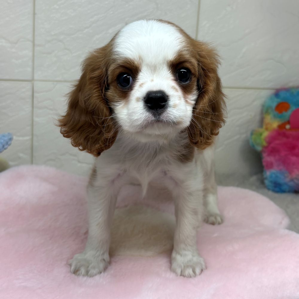 兵庫県のキャバリアキングチャールズスパニエル (犬の家＆猫の里ゆめタウン姫路店/2026年3月13日生まれ/女の子/ブレンハイム)の子犬の1枚目の画像