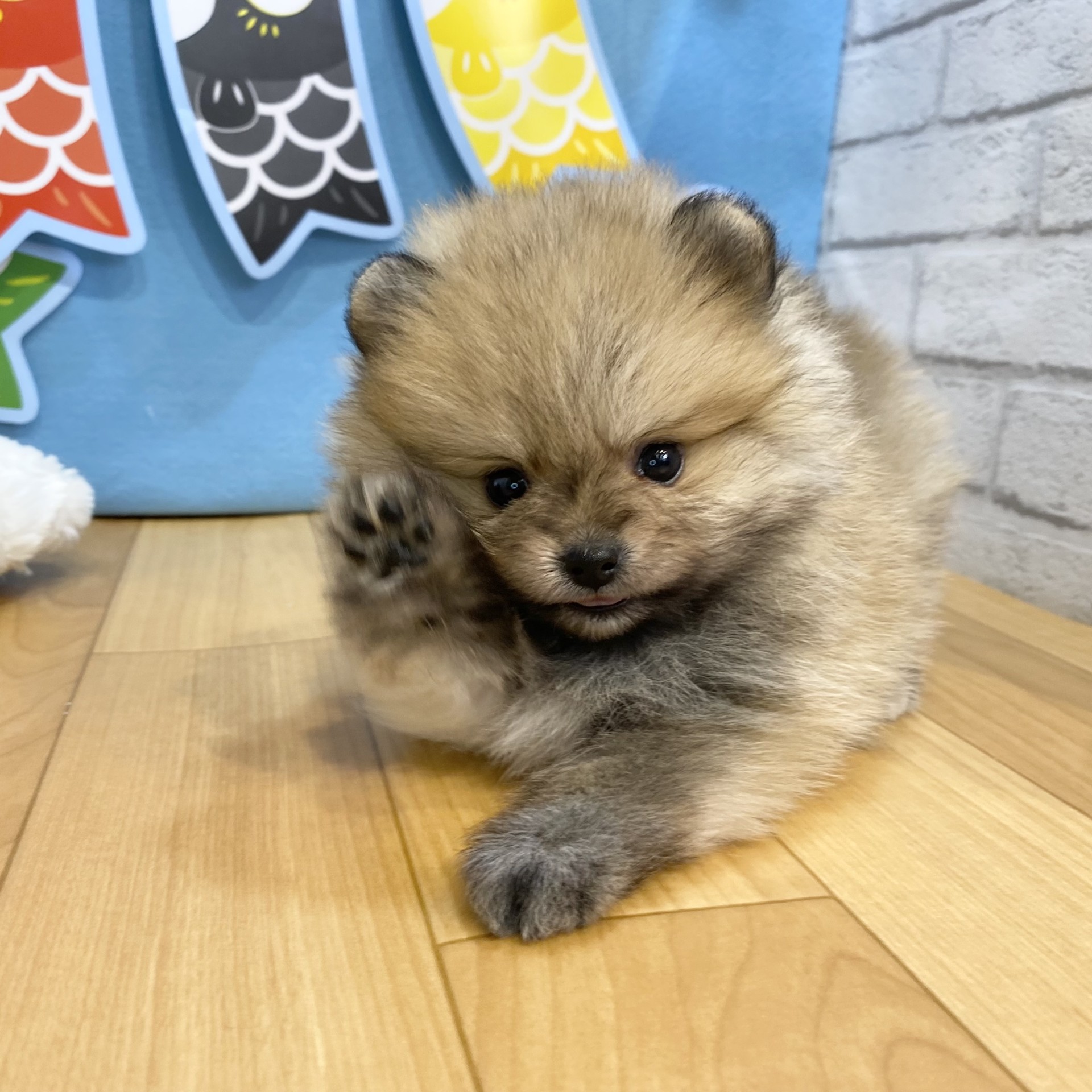 長野県のポメラニアン (犬の家＆猫の里カインズ梓川店/2026年3月17日生まれ/女の子/オレンジ)の子犬の1枚目の画像