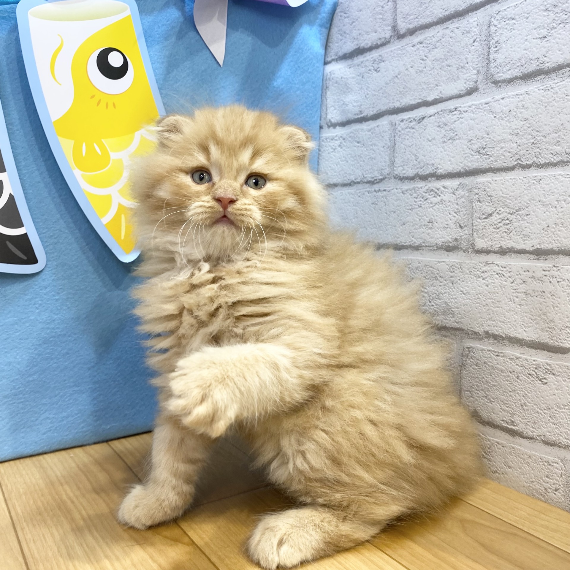 生体画像７