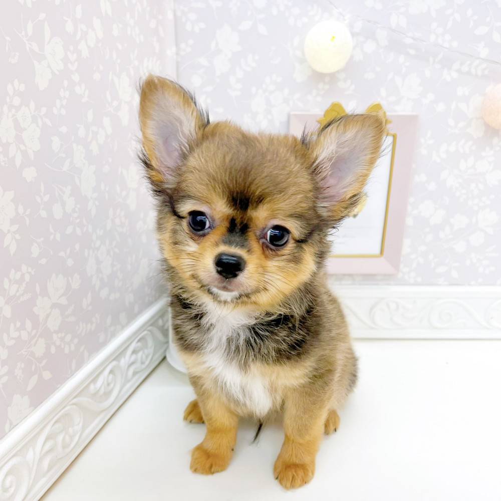 富山県のポメチワ/チワポメ/ポメチー(ポメラニアン×チワワ) (犬の家＆猫の里富山店/2026年3月16日生まれ/男の子/フォーン)の子犬の1枚目の画像