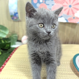 神奈川県のブリティッシュショートヘアー (犬の家＆猫の里小田原店/2026年3月16日生まれ/男の子/ブルー)の子猫の1枚目の画像