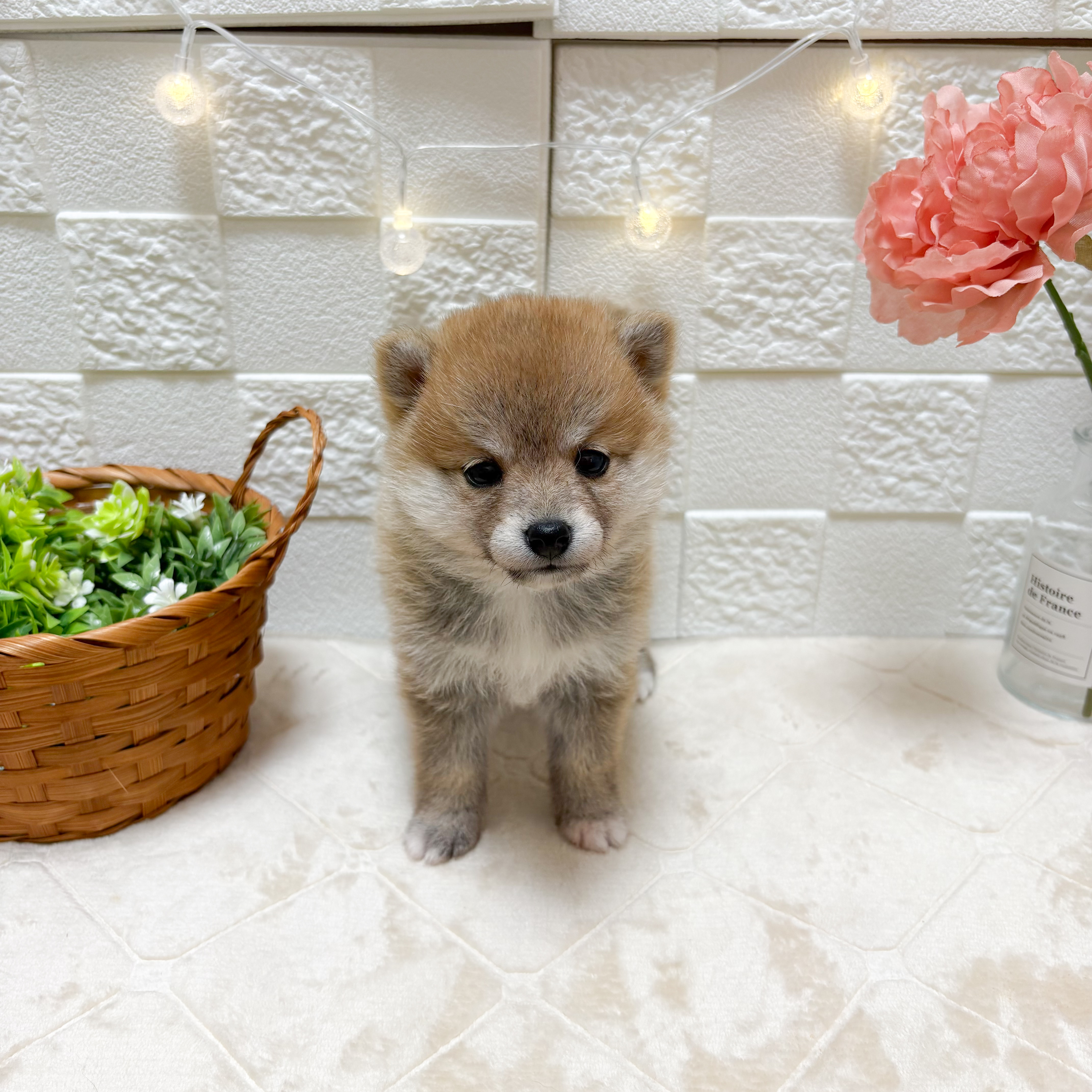 東京都の豆柴 (犬の家＆猫の里ペットフォレスト小平店/2026年3月17日生まれ/女の子/赤)の子犬の1枚目の画像