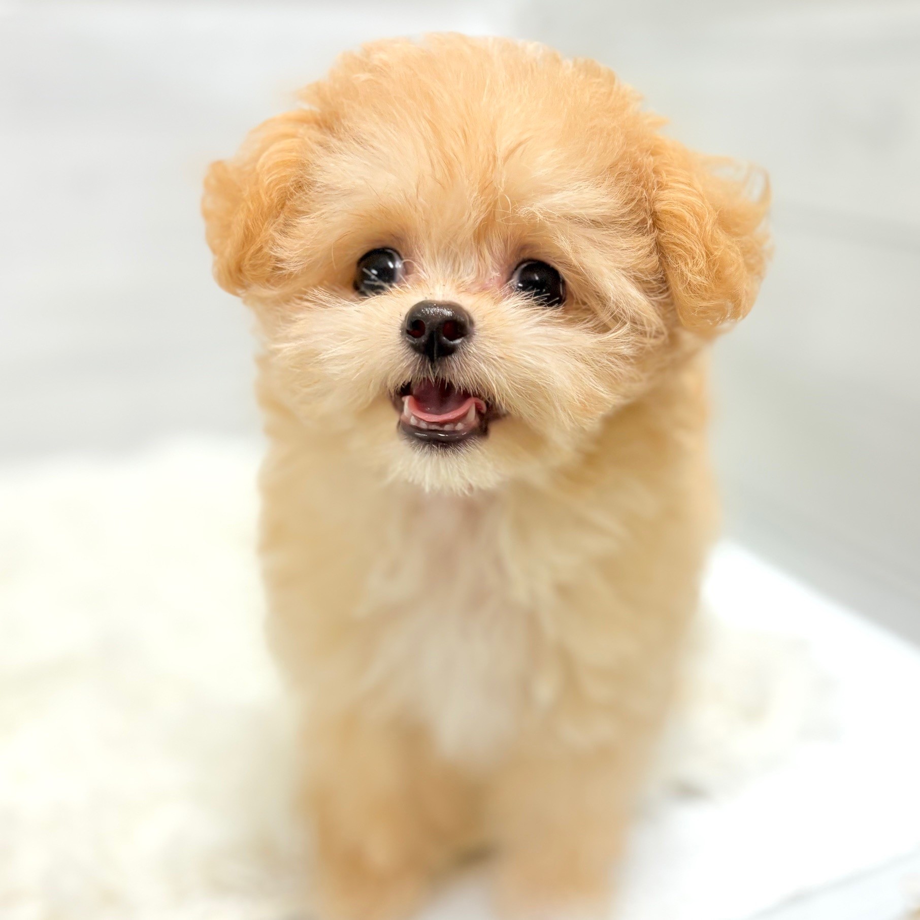 ハーフ犬女の子の写真