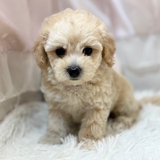 兵庫県のビションプー(ビションフリーゼ×プードル) (犬の家＆猫の里カナート西神戸店/2026年3月18日生まれ/女の子/クリーム)の子犬の1枚目の画像
