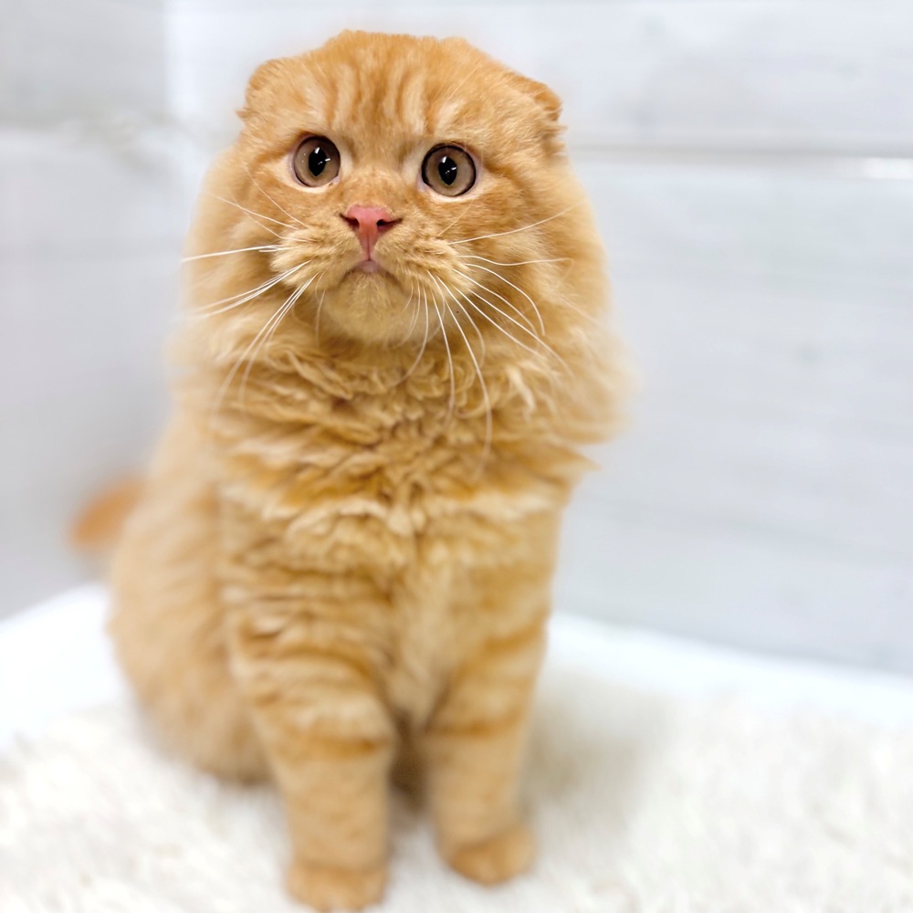 生体画像7