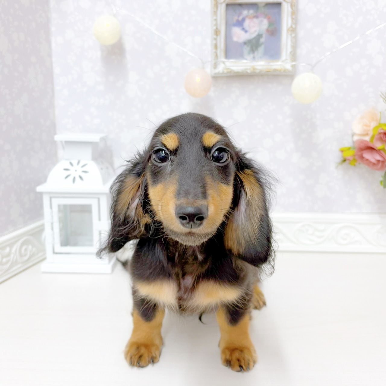 富山県のミニチュアダックスフンド(ロング) (犬の家＆猫の里アミーゴ山室店/2026年3月21日生まれ/男の子/ブラックタン)の子犬の1枚目の画像