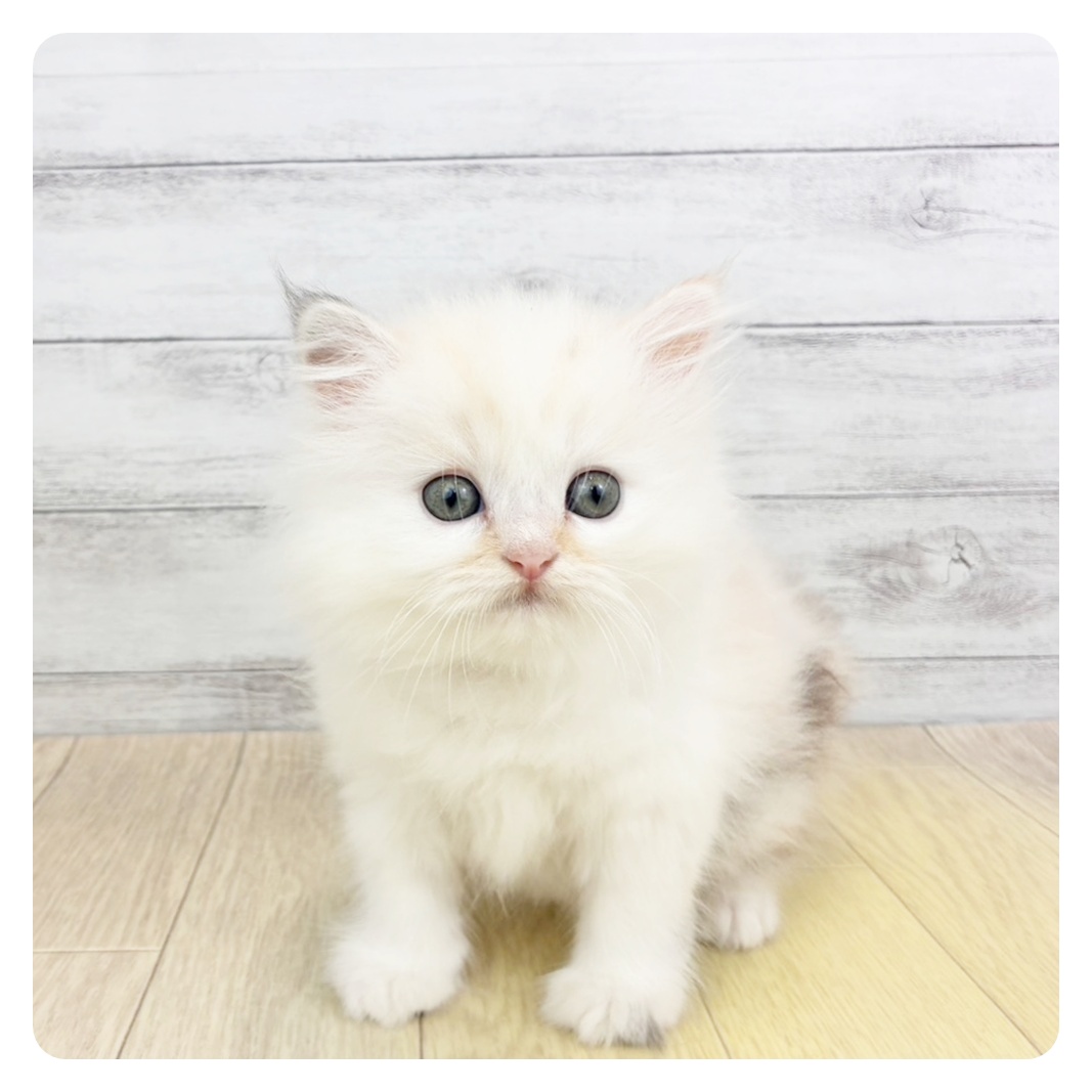 生体画像7