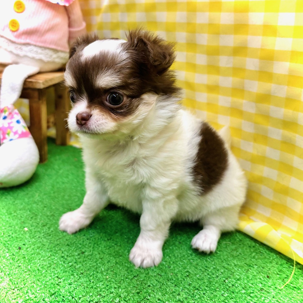 生体画像７