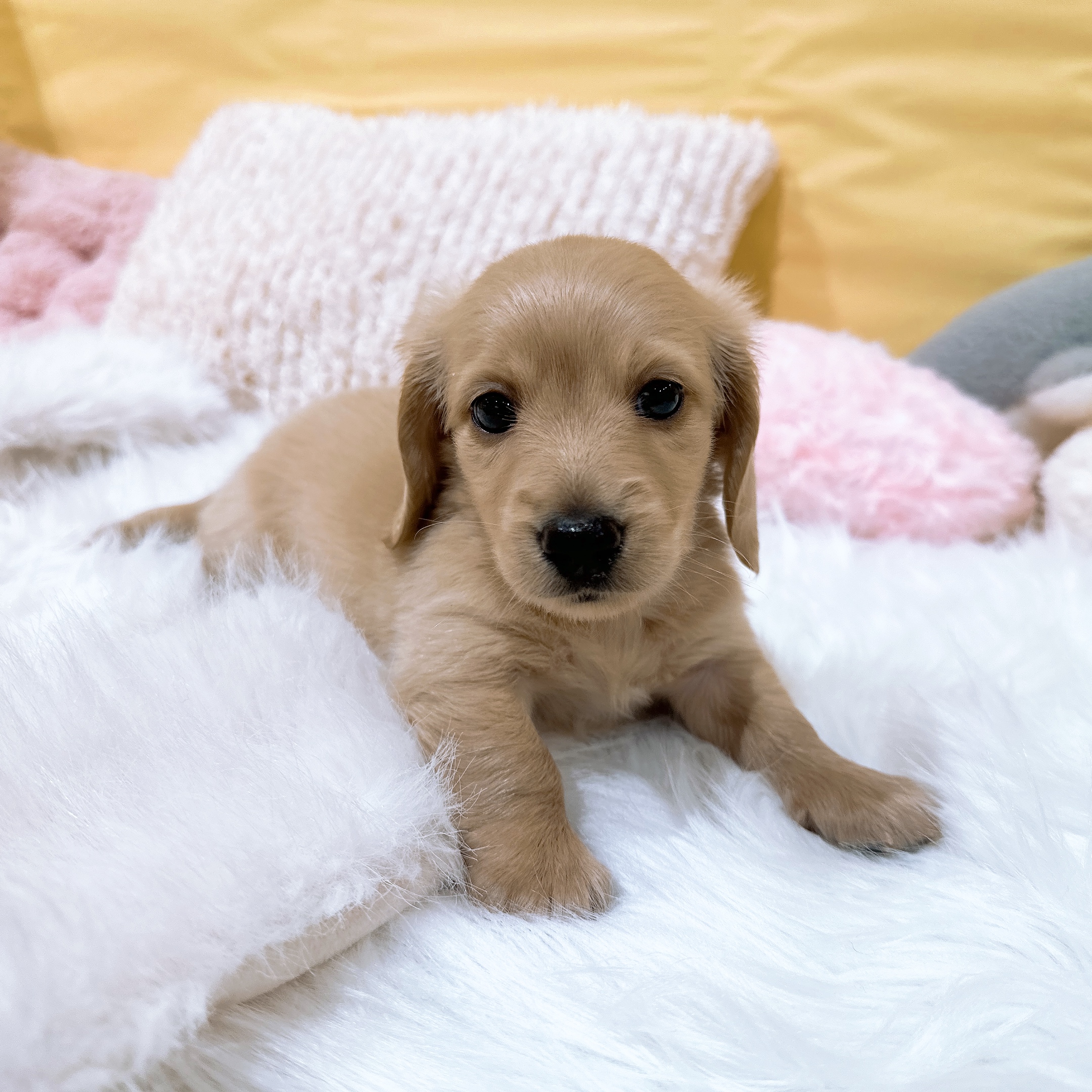 神奈川県のミニチュアダックスフンド(ロング) (犬の家＆猫の里元住吉ブレーメン通り店/2026年3月22日生まれ/男の子/イエロー)の子犬の1枚目の画像