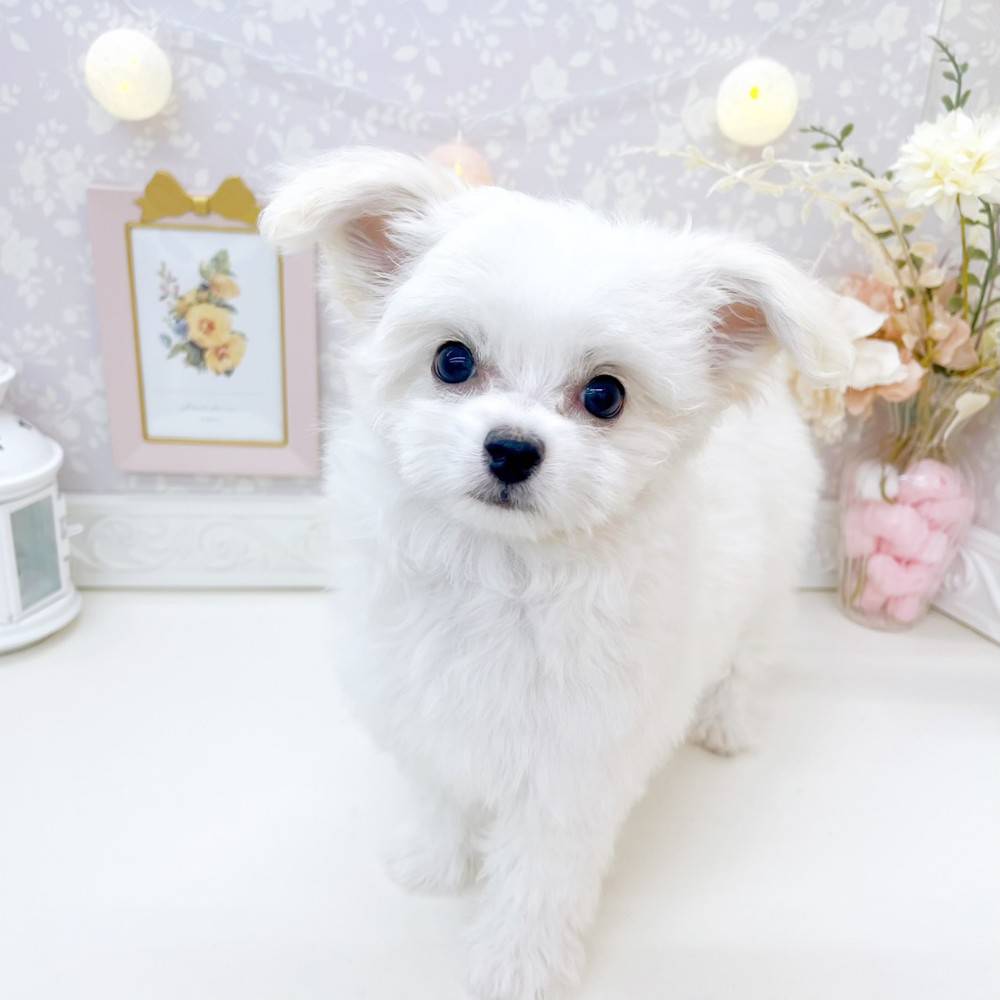 富山県のチワマル/マルチワ(チワワ×マルチーズ) (犬の家＆猫の里富山店/2026年3月24日生まれ/女の子/ホワイト)の子犬の1枚目の画像
