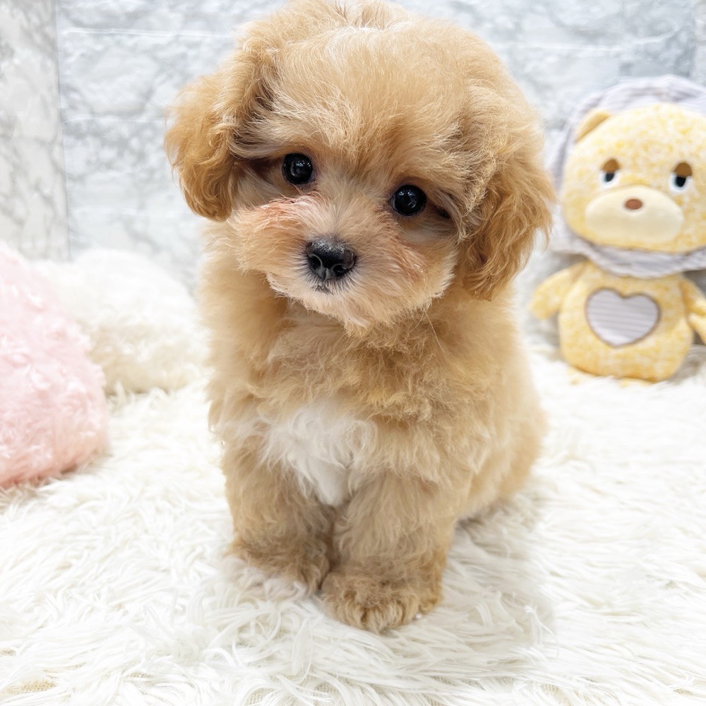 愛知県のマルプー(マルチーズ×プードル) (犬の家＆猫の里MiO香久山店/2026年3月23日生まれ/男の子/アプリコットホワイト)の子犬の1枚目の画像