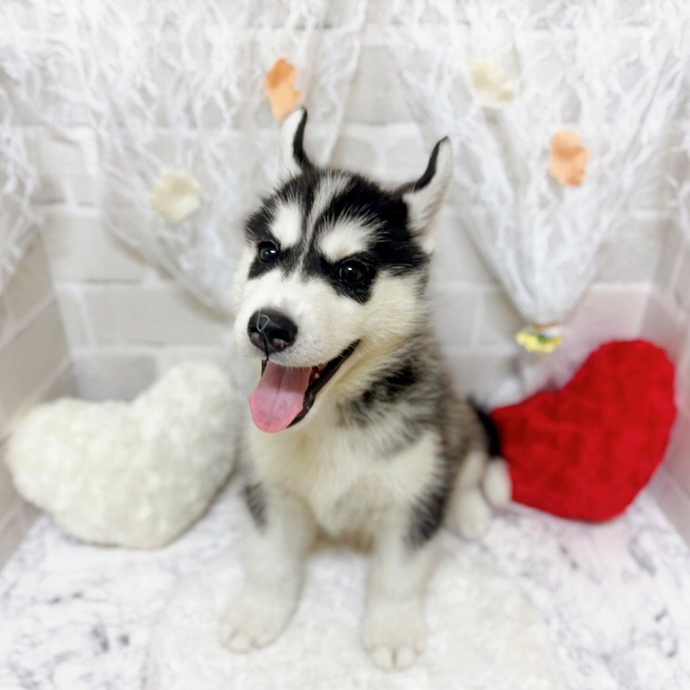 京都府のシベリアンハスキー (犬の家＆猫の里京都精華店/2026年3月25日生まれ/男の子/ブラックホワイト)の子犬の1枚目の画像