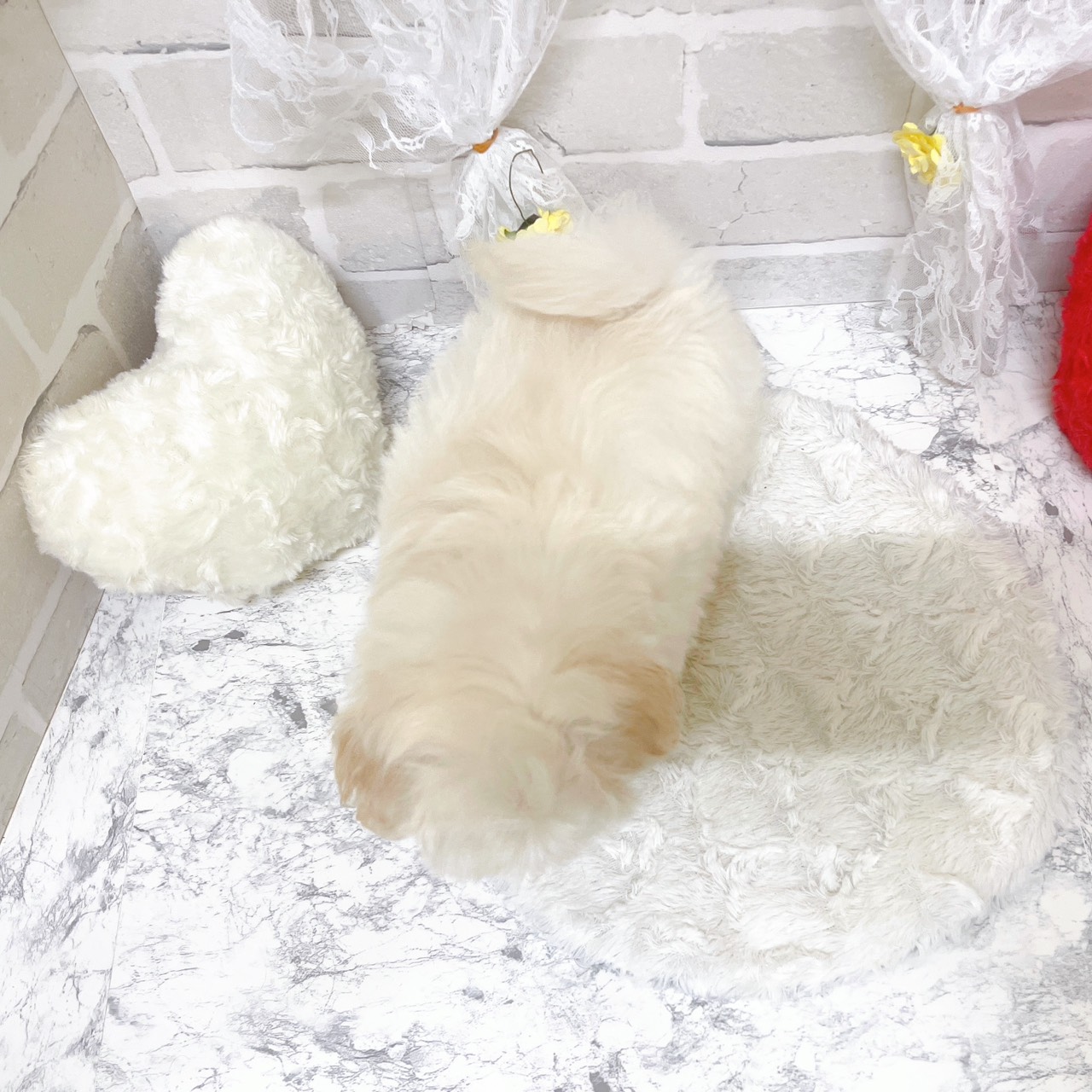 生体画像７