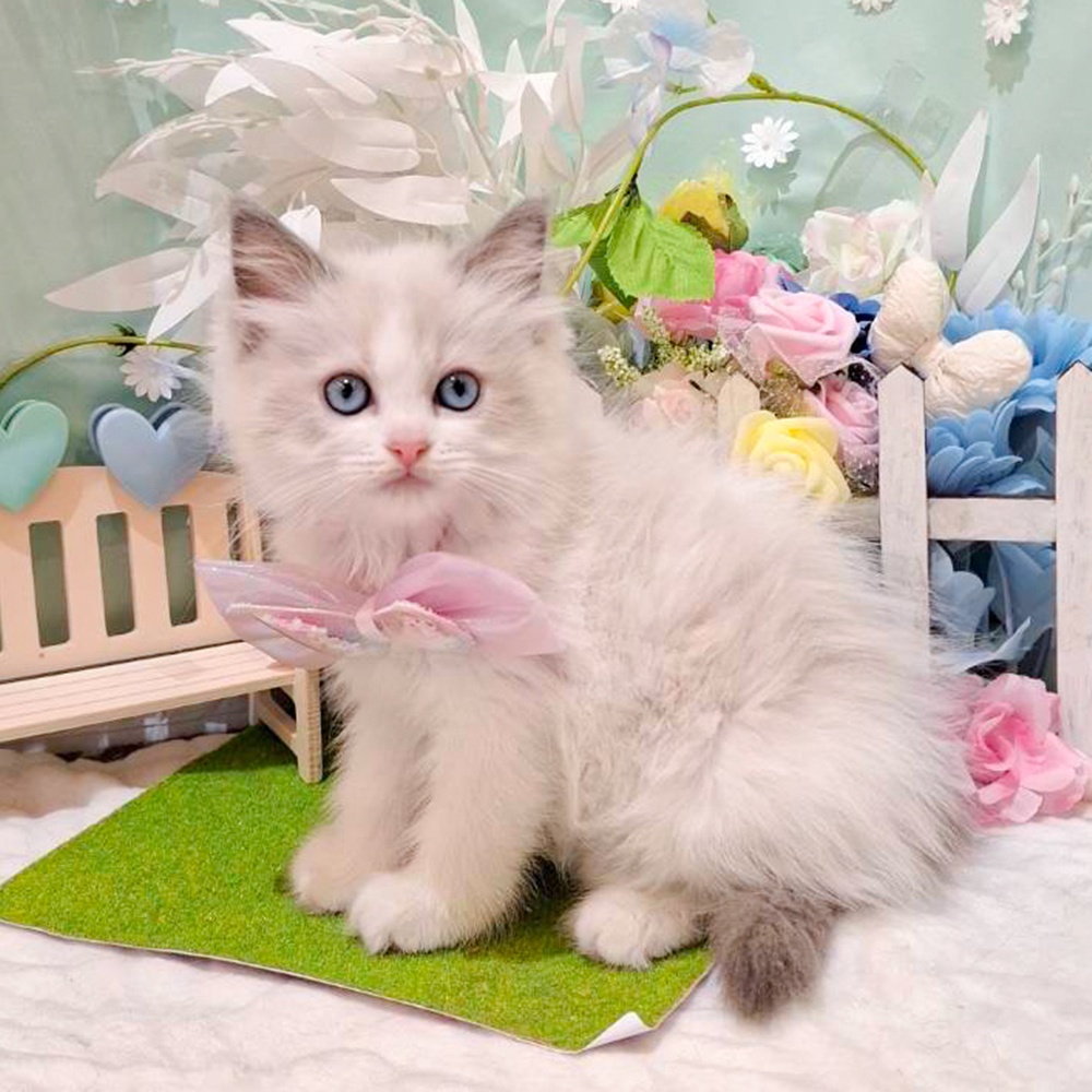 静岡県のラグドール (犬の家＆猫の里富士店/2026年3月26日生まれ/女の子/ブルーポイントバイカラー)の子猫の1枚目の画像