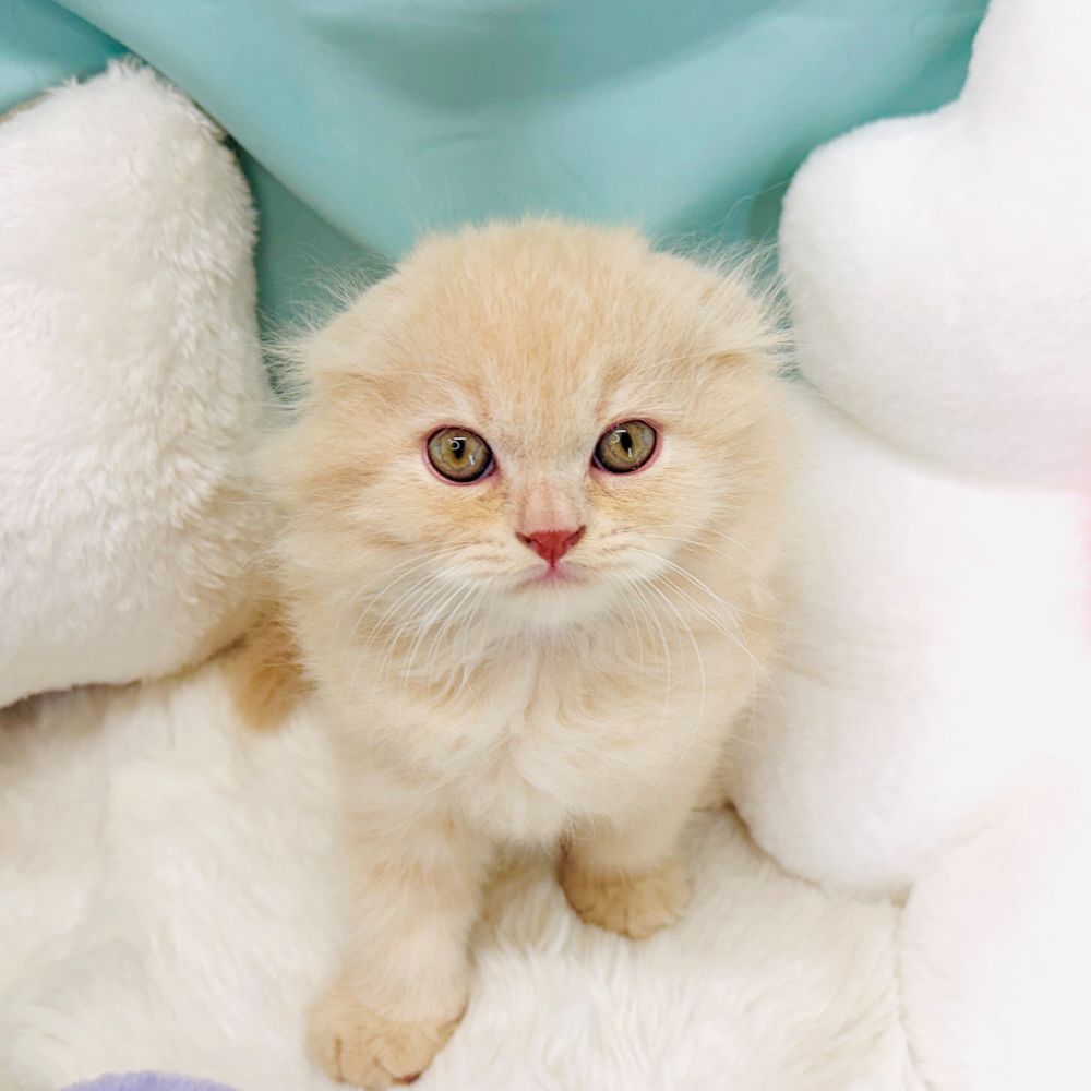 愛知県のスコティッシュフォールド (犬の家＆猫の里愛知刈谷店/2026年3月26日生まれ/男の子/クリームタビー)の子猫の1枚目の画像