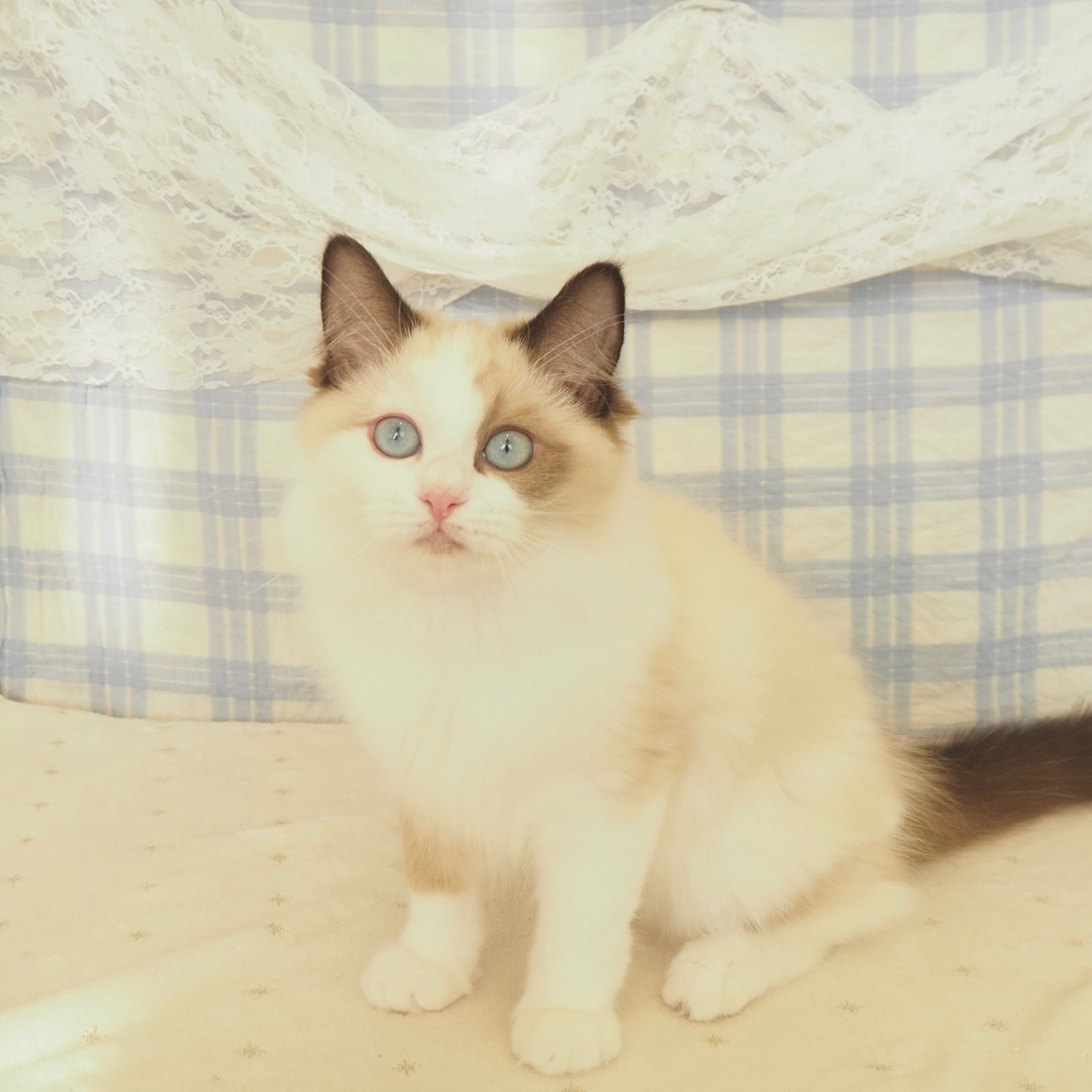 大阪府のラグドール (犬の家＆猫の里もりのみやキューズモールBASE店/2026年3月21日生まれ/女の子/シールポイントバイカラー)の子猫の1枚目の画像