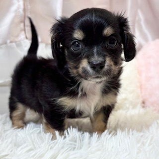 兵庫県のチワックス(チワワ×ダックス) (犬の家＆猫の里カナート西神戸店/2026年3月28日生まれ/男の子/ブラックタン)の子犬の1枚目の画像
