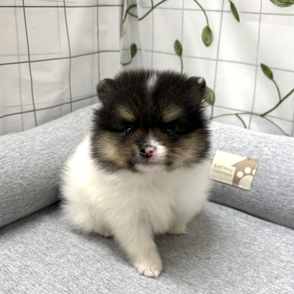 長野県のポメラニアン (犬の家＆猫の里塩尻店/2026年3月30日生まれ/男の子/ブラックタンホワイト)の子犬の1枚目の画像