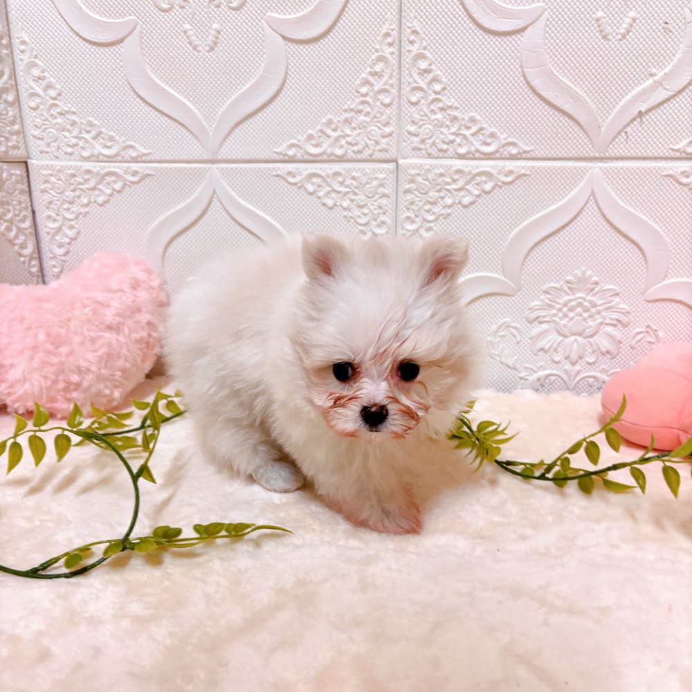 生体画像７