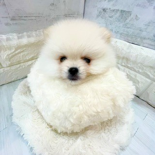 静岡県のポメラニアン (犬の家＆猫の里プレ葉ウォーク浜北店/2026年3月29日生まれ/男の子/クリーム)の子犬の1枚目の画像