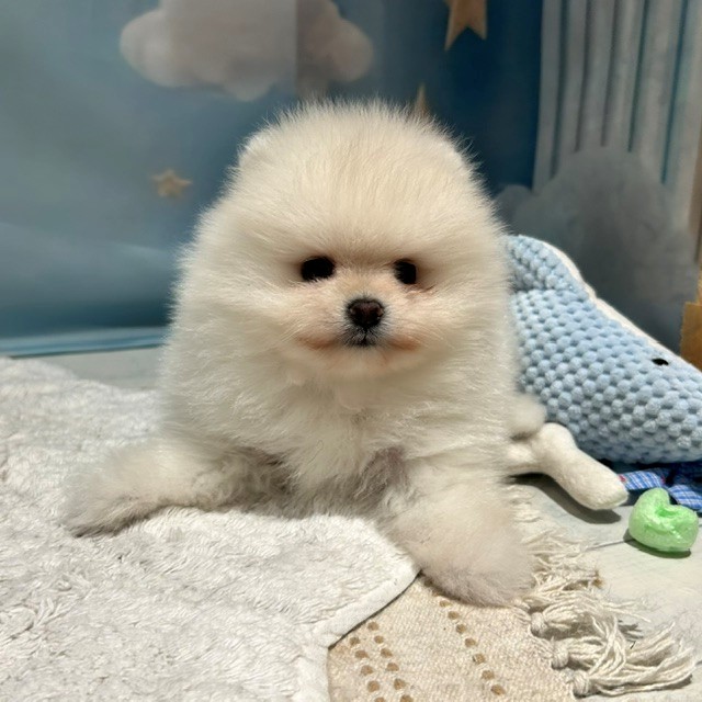 生体画像7