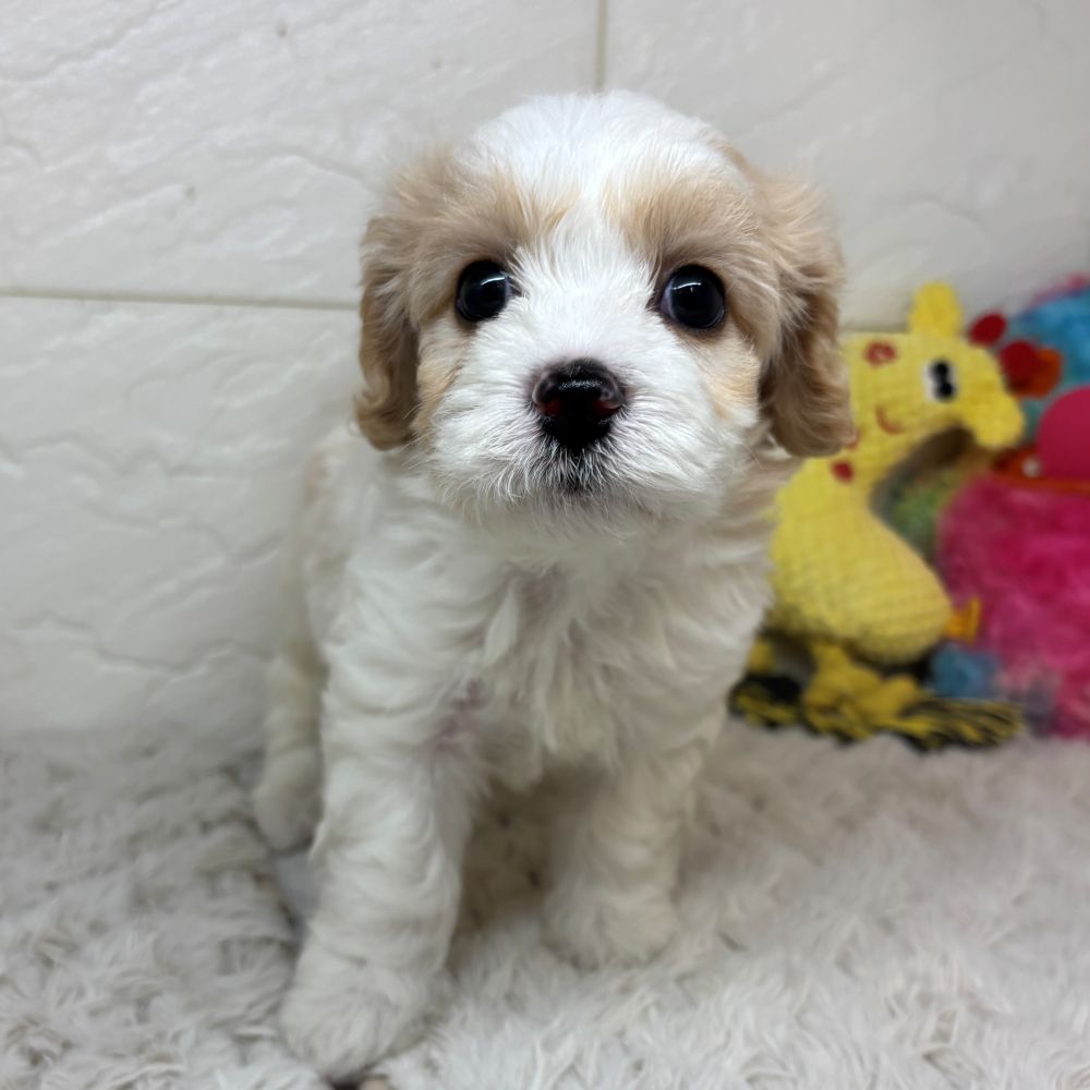 兵庫県のハーフ犬・ミックス犬 (犬の家＆猫の里ゆめタウン姫路店/2026年3月31日生まれ/男の子/ホワイトクリーム)の子犬の1枚目の画像