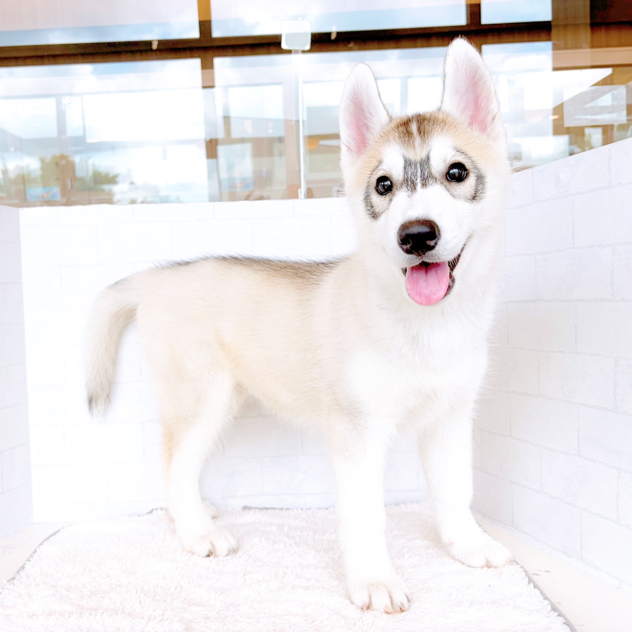 石川県のシベリアンハスキー (犬の家＆猫の里金沢店/2026年3月23日生まれ/女の子/シルバーホワイト)の子犬の1枚目の画像