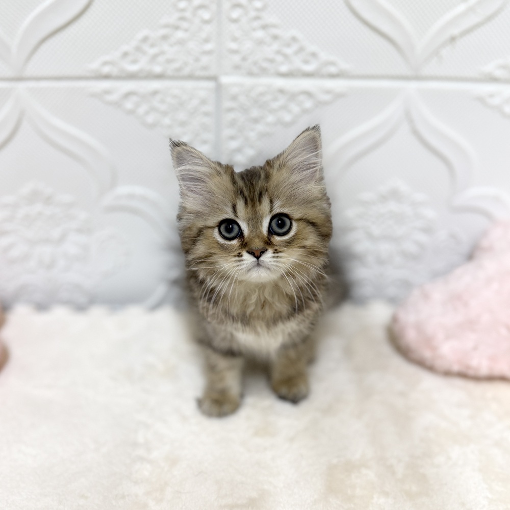 ペルシャ(チンチラゴールデン)の子猫を価格や特徴で探す|ペット
