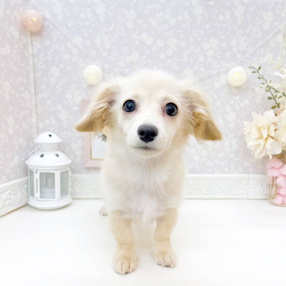ハーフ犬男の子の写真