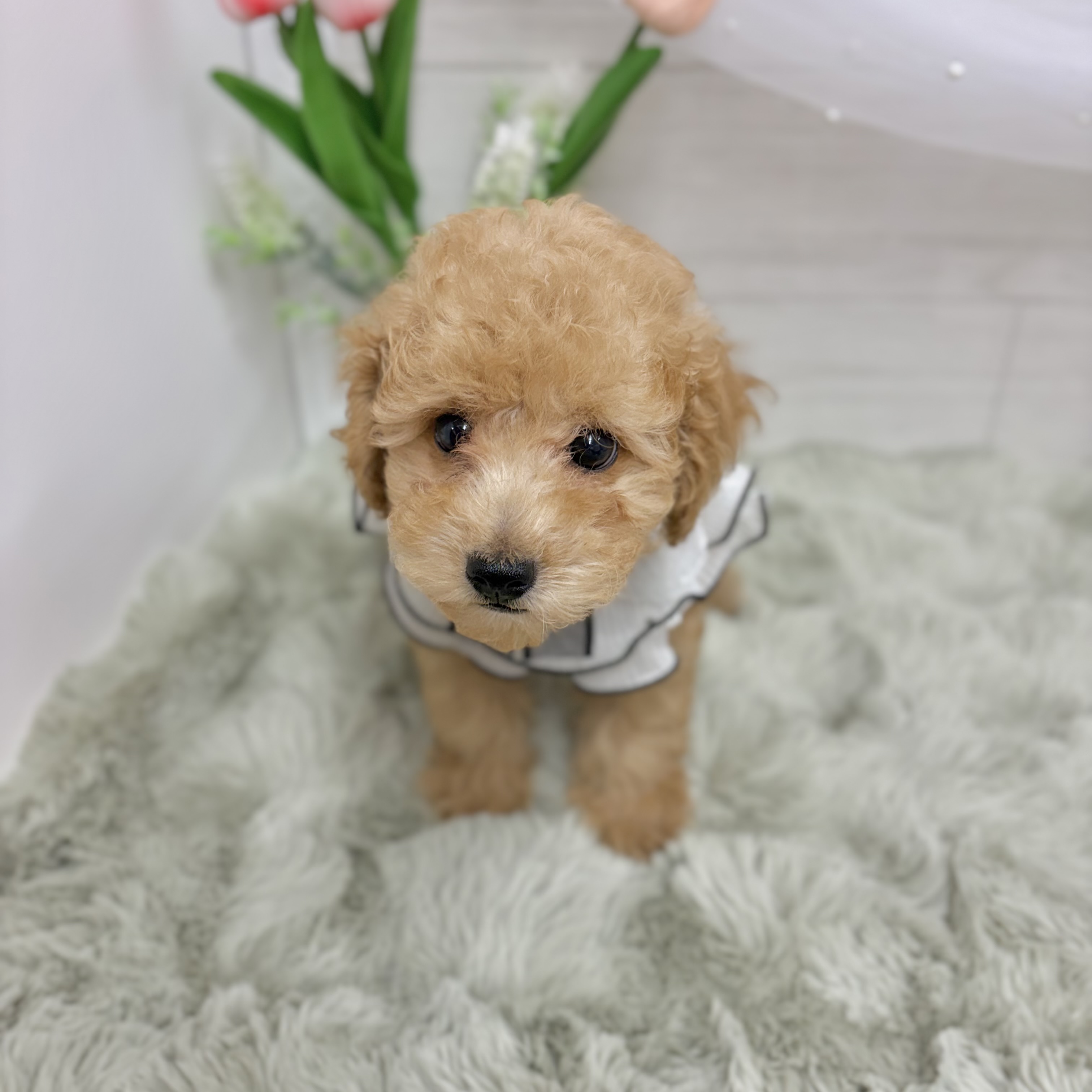 生体画像７