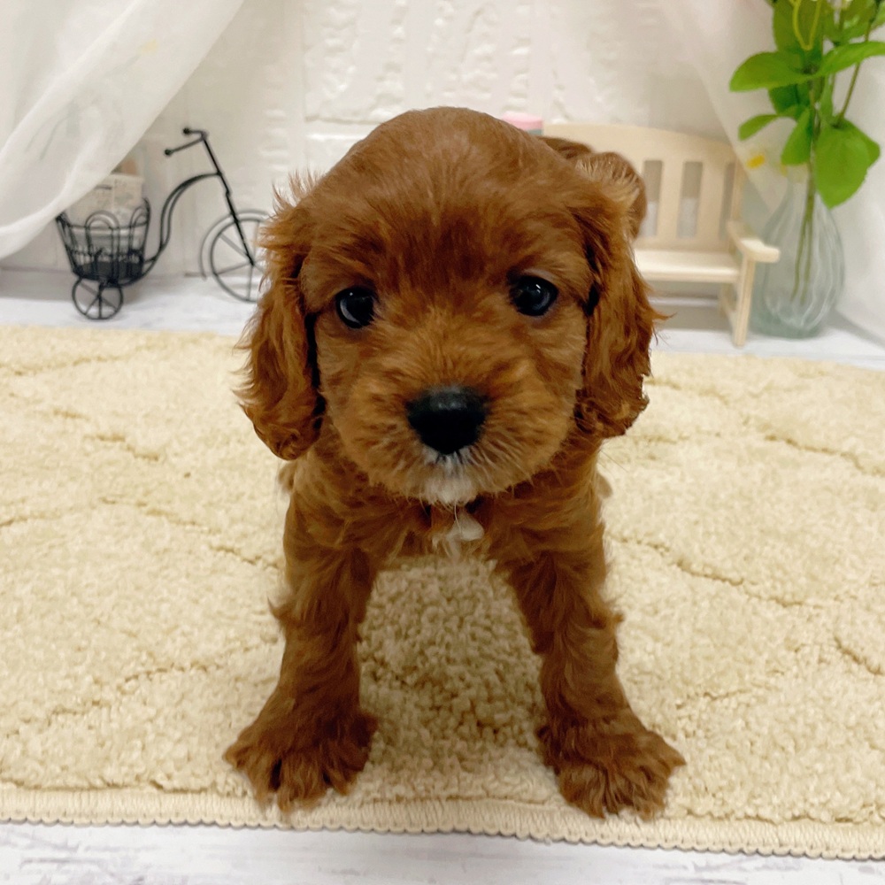 ハーフ犬女の子の写真
