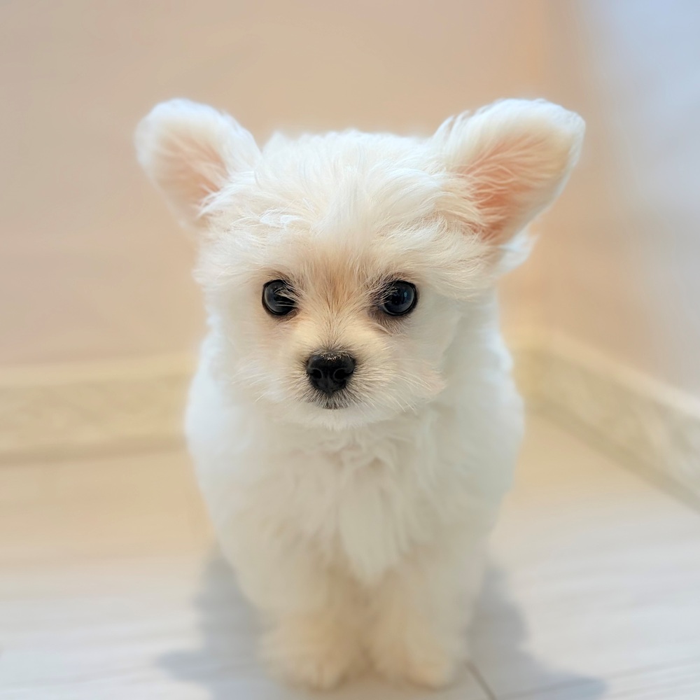 ハーフ犬男の子の写真