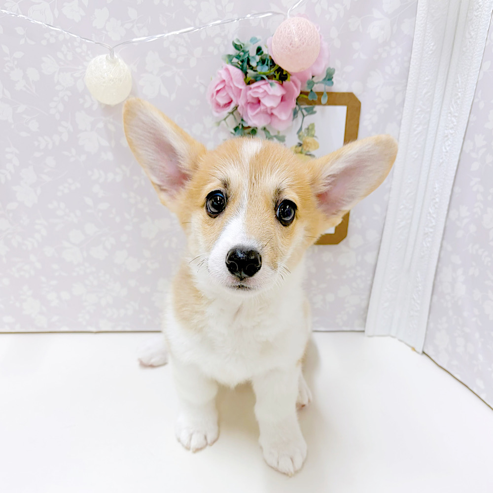 富山県のウェルシュコーギーペンブローク (犬の家＆猫の里アミーゴ高岡蓮花寺店/2026年4月4日生まれ/女の子/レッドホワイト)の子犬の1枚目の画像