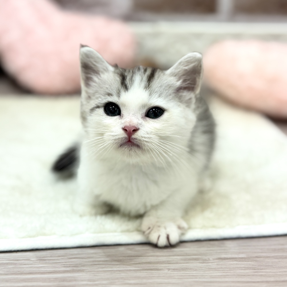 三重県の子猫を価格や特徴で探す|ペットショップ探すならペットミー