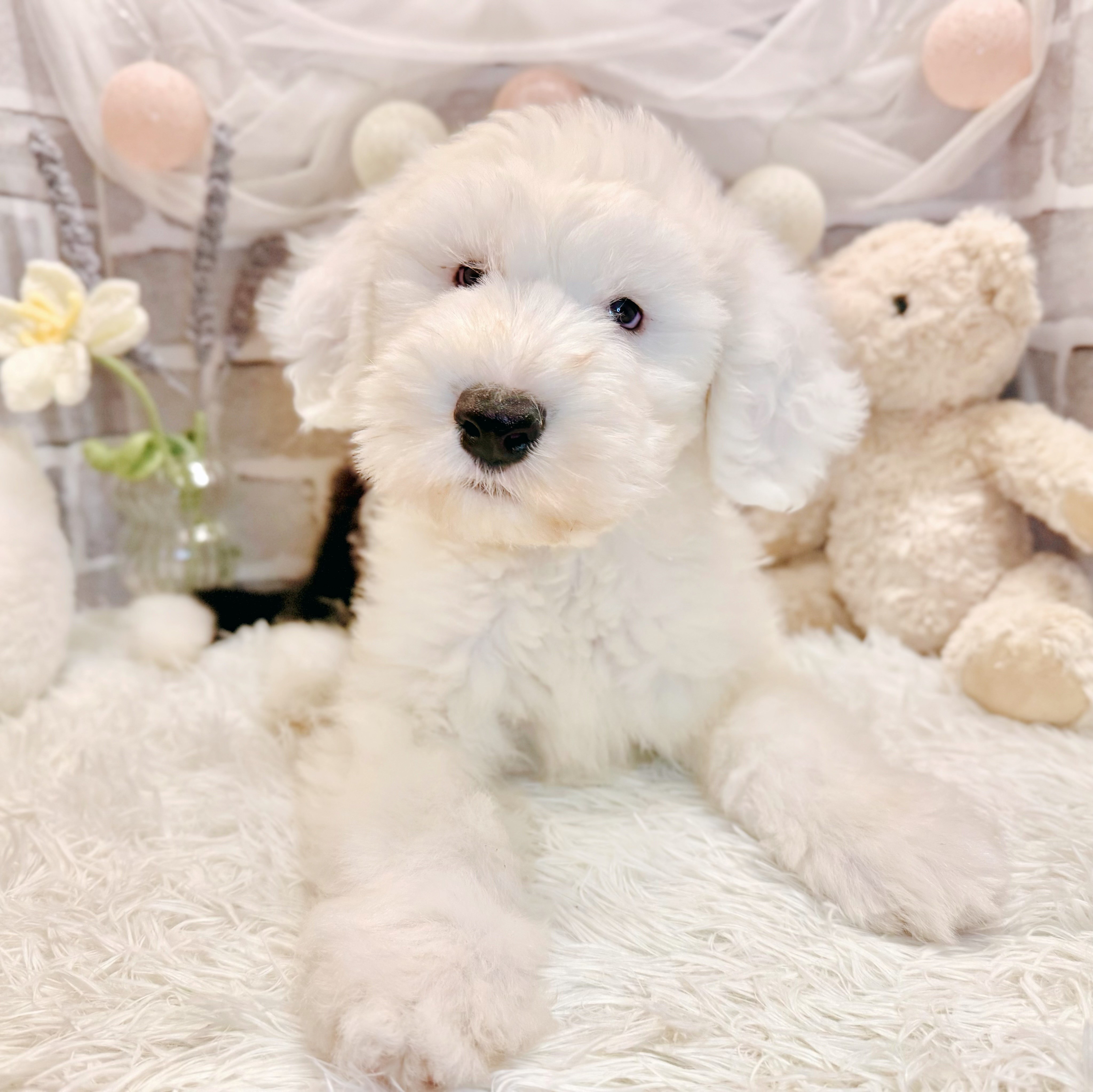 兵庫県のオールドイングリッシュシープドッグ (犬の家＆猫の里神戸店/2026年4月2日生まれ/男の子/グレーホワイト)の子犬の1枚目の画像