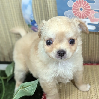 神奈川県のチワワ(ロング) (犬の家＆猫の里小田原店/2026年4月6日生まれ/男の子/クリーム)の子犬の1枚目の画像