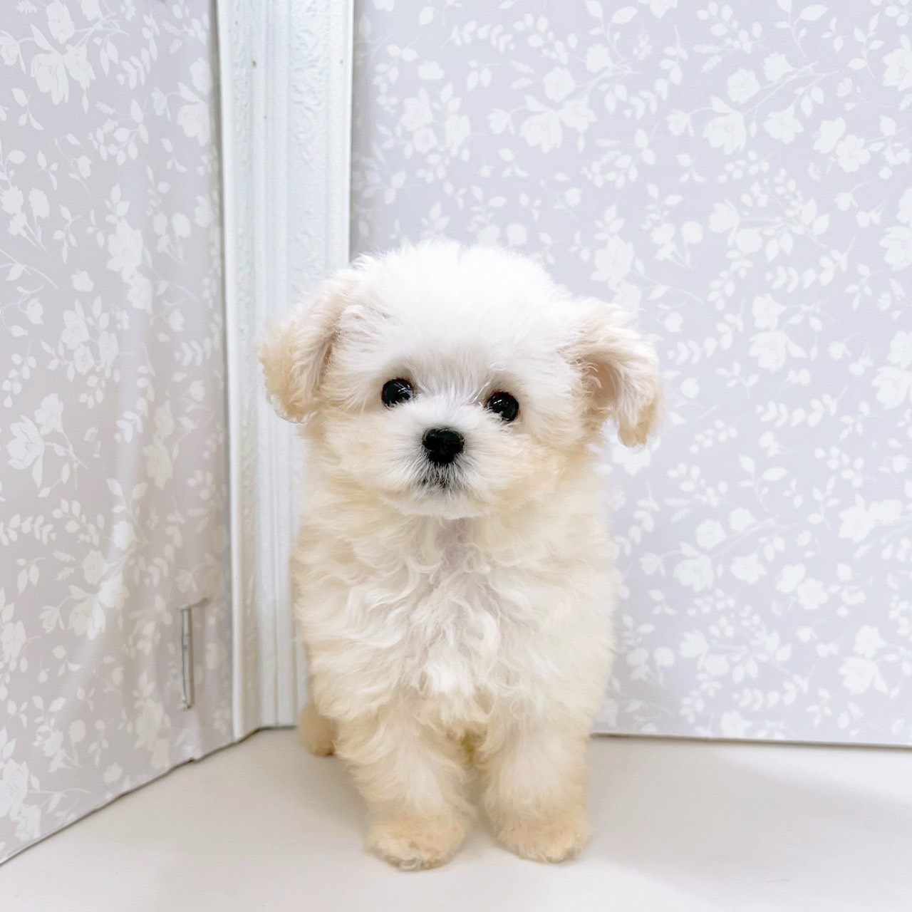 ハーフ犬女の子の写真