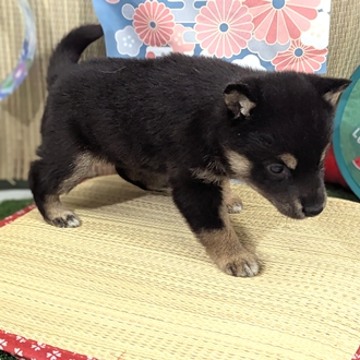 生体画像７