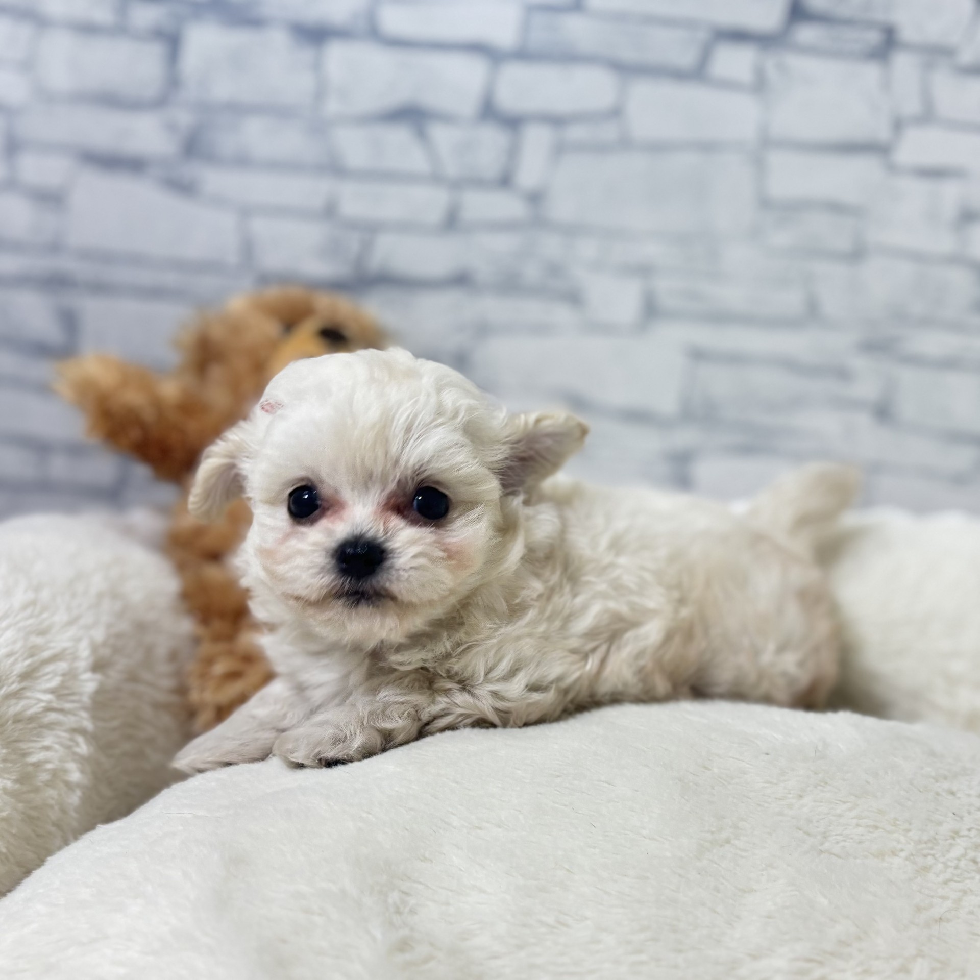 ハーフ犬女の子の写真